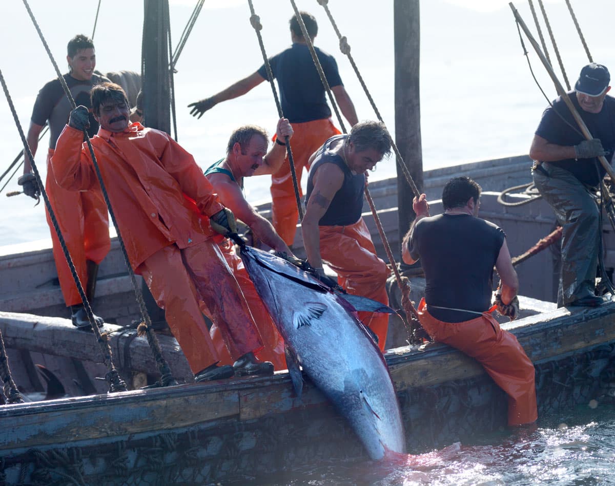 Viaje a ver las Almadrabas